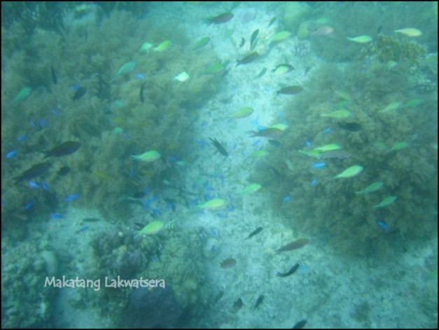 Makatang Lakwatsera @ Pescador Island Pescador island is said to be home to more than 2,000 species of fish.